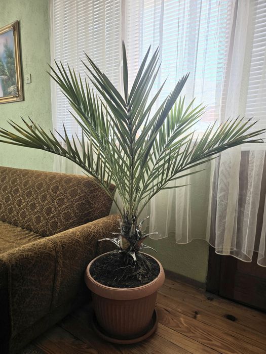 продавам палми, 2 бр.