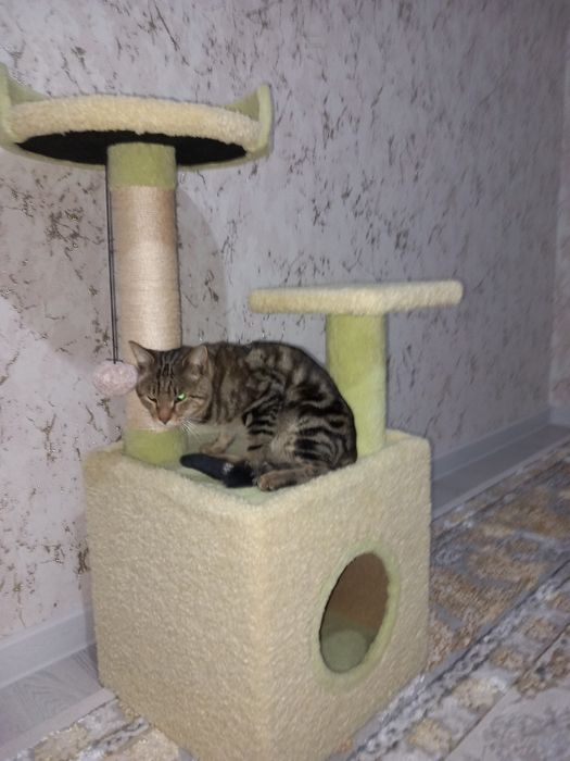 Mushukchalar uchun uycha