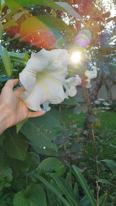 Brugmansia -Trompeta îngerilor - planta  decorativa