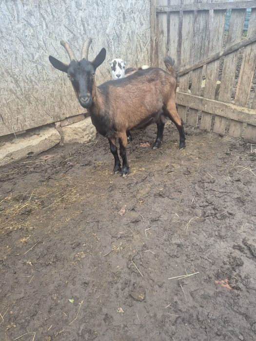 Vand capra alpina franceza