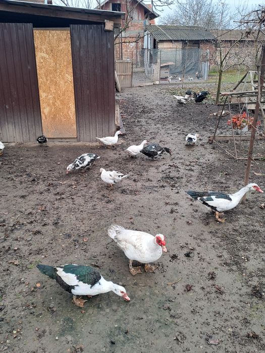 Rațe mute de vânzare