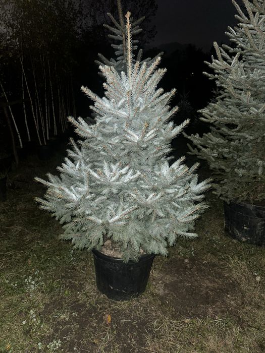 Tuia / Brad / Leylandii