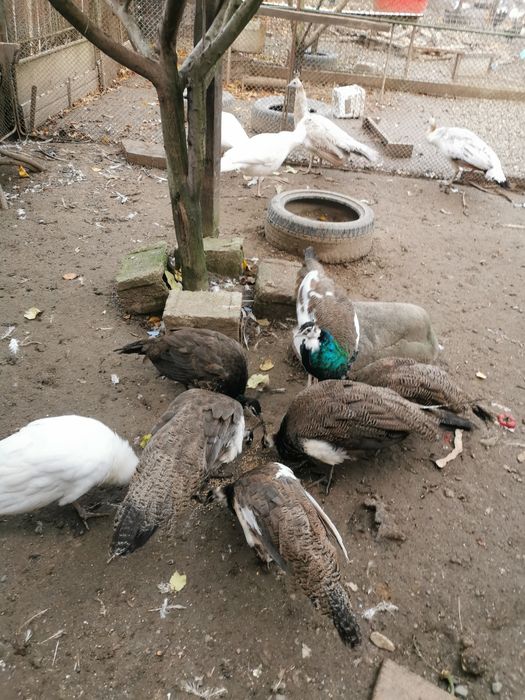 Păuni arlechin, comuni 2025