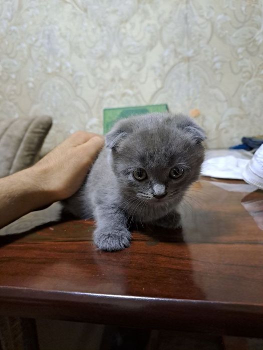 mushuklar srochna sotiladi mmmmmmmmm