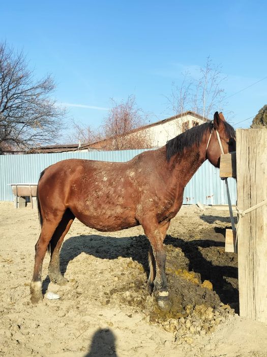 Соғымдыққа семіз бие