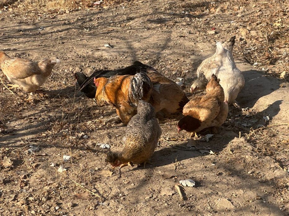 Курицы и питух продается