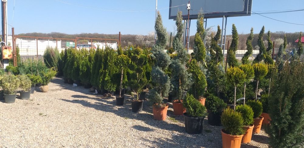 Piatră de placat albă la sac plante depozit
