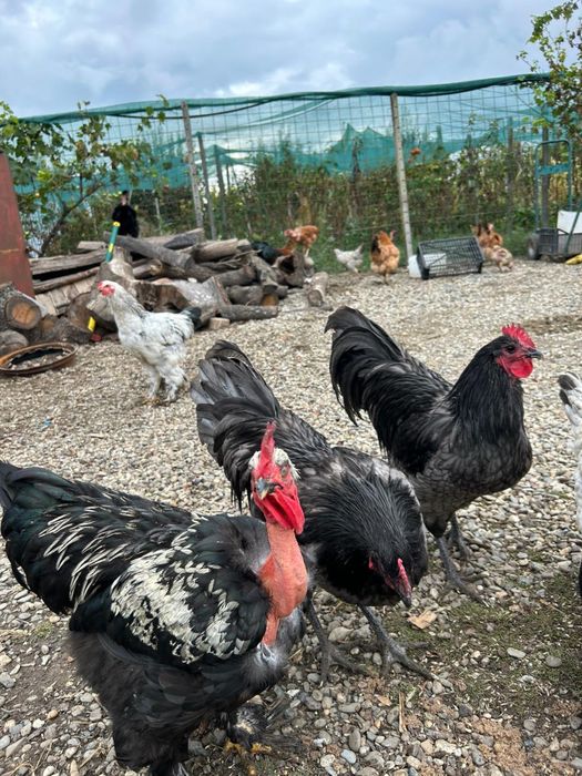 Vand cocosi gaini pui australorp
