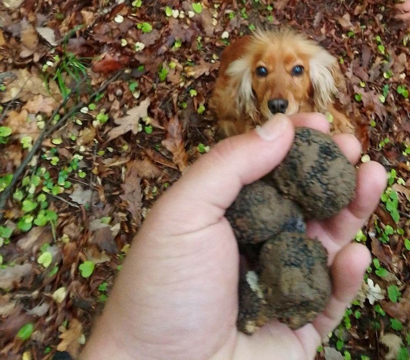 Мъжко и женско кученце Кокер-спрингер шпаньол
