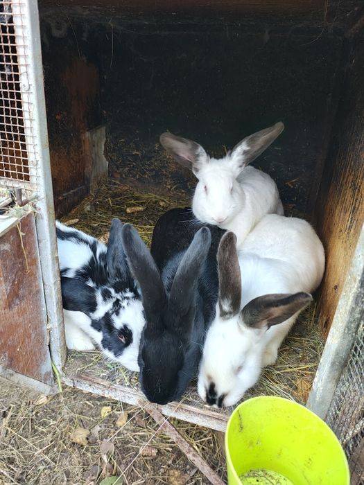 Iepuri (masculi & femele) - vârsta 8-9 luni