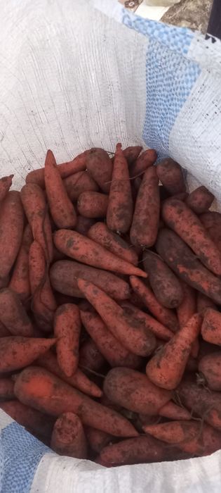 Продам морковь мешками
