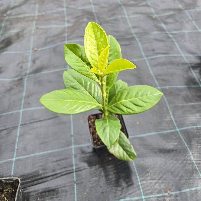 Laur Englezesc 30cm Novita