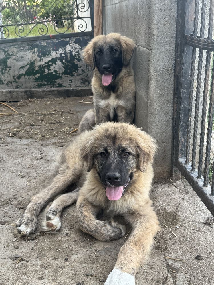 Mascul si femela ciobanesc caucazian