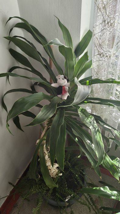 Vand planta de apartament sau casa