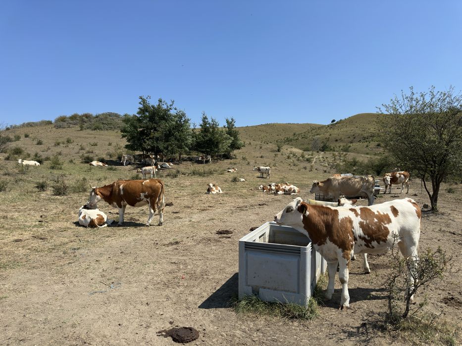 Vaci ,vitei ,junici baltata romaneasca de vanzare