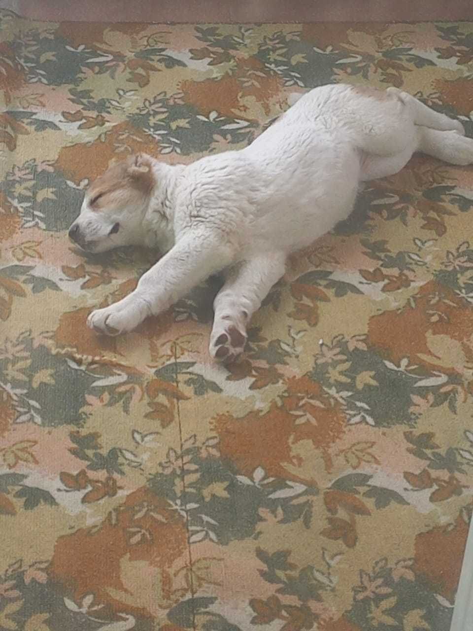 Пропал щенок алабай тобет двухмесячная, белый с песочными пятнами