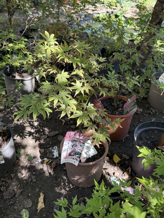 Arțari japonezi diferite marimi