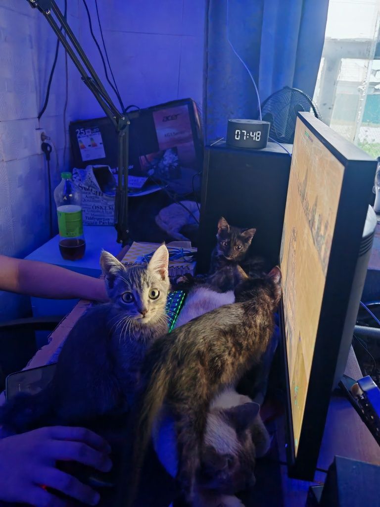 Отдам котят! В очень добрые ручки!!!