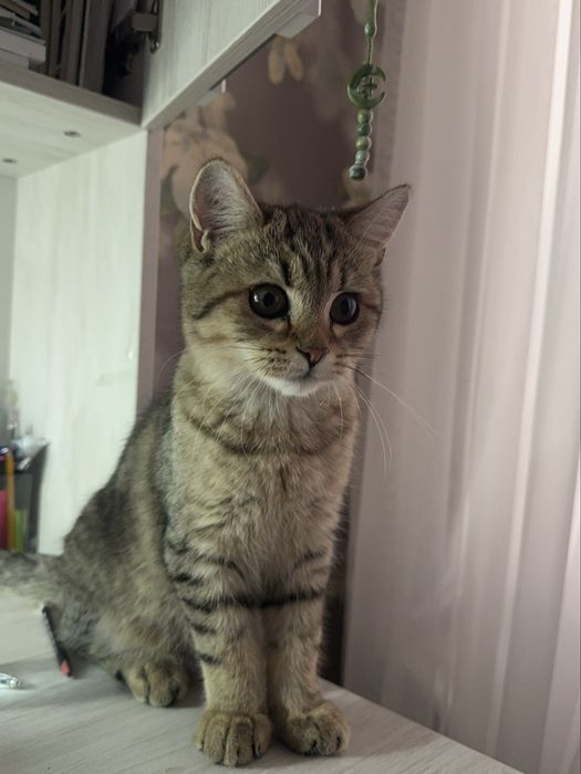 Продается британские кошки