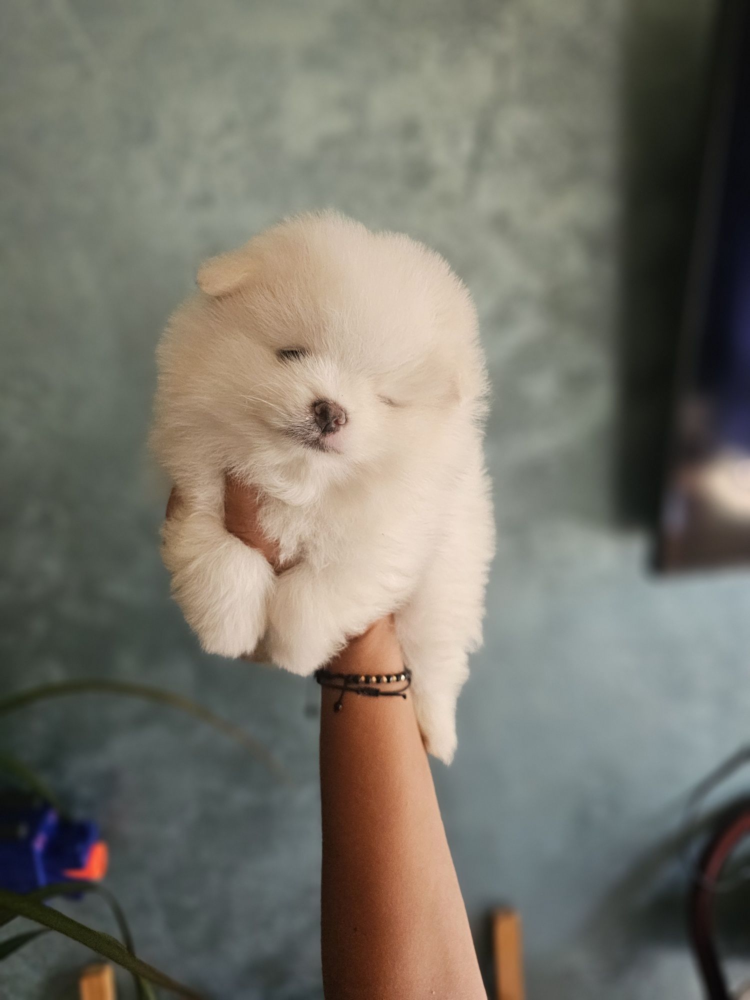 Pomeranian baiat