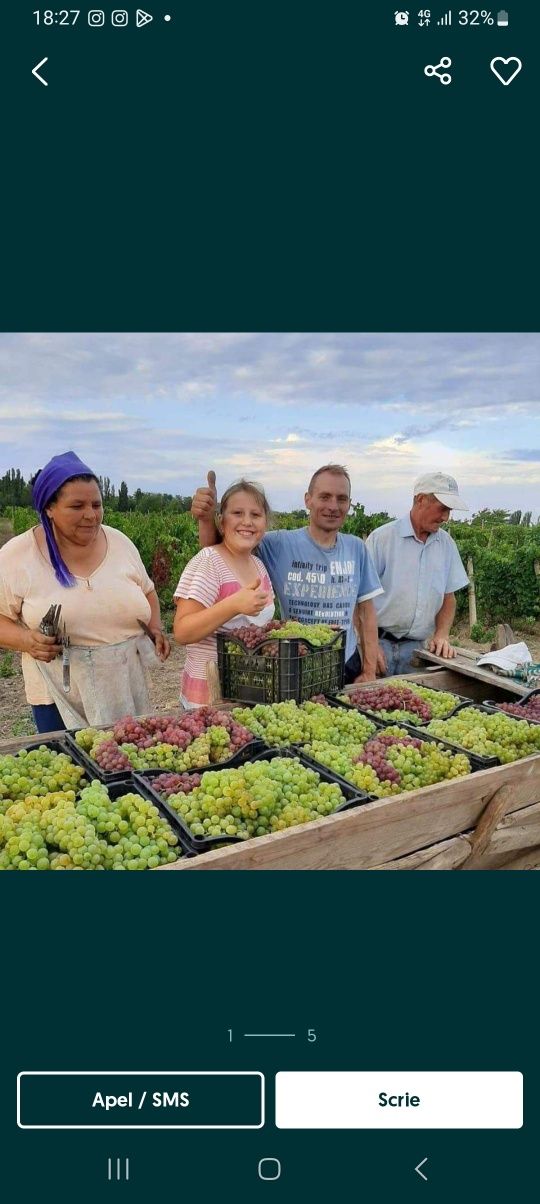 Vând struguri de vin diferite soiuri se transportă în toată țara mai m