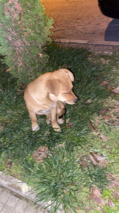 Този сладкиш търси своя дом