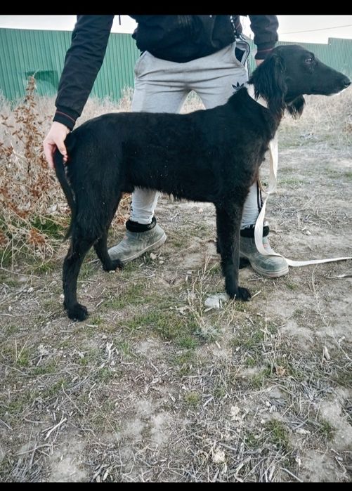 Тазы ит собака тазы