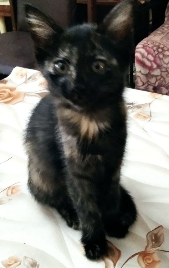 Котята бесплатно