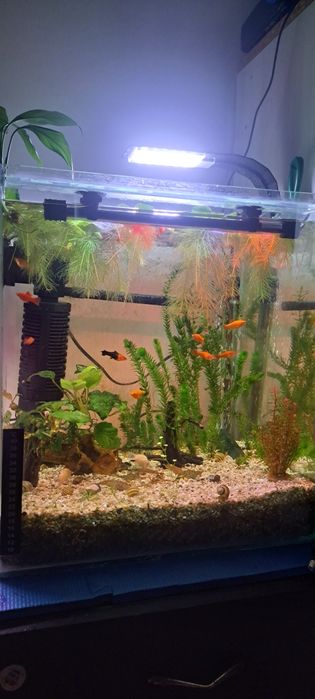 Creveti neocaridina , melci , pesti