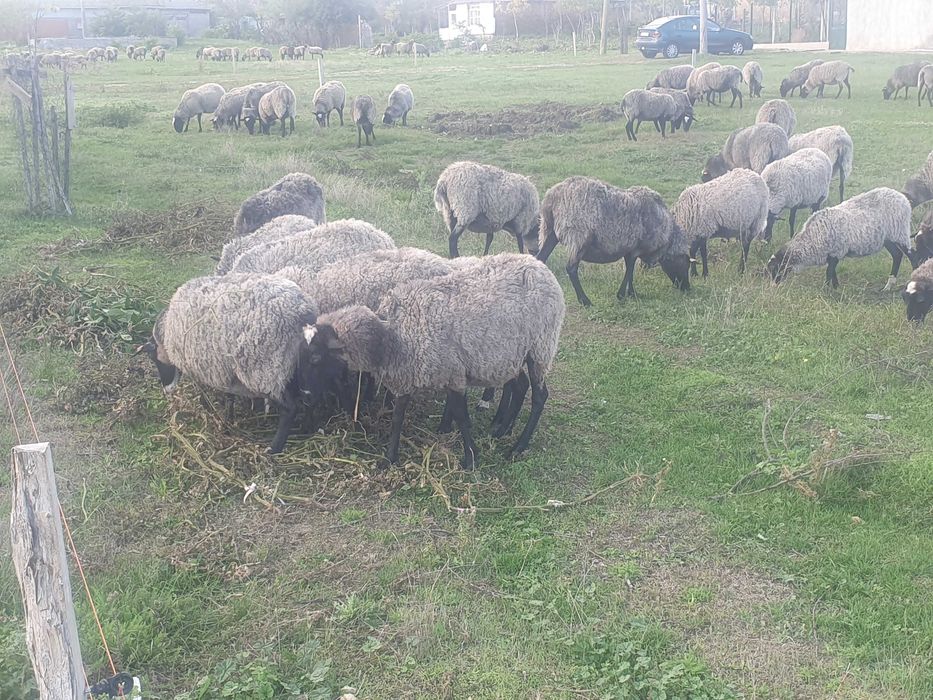 150бр.Romanovski ovce Романовски овце 700лв.бр.