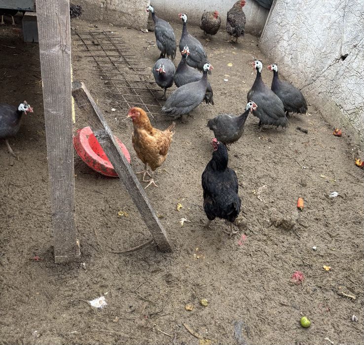 Vand bibilici(câțe)