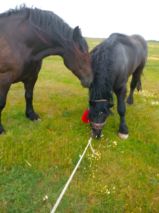 Vând mânz din părinți negri