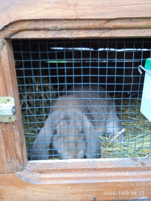 Iepuri Berbeci germani