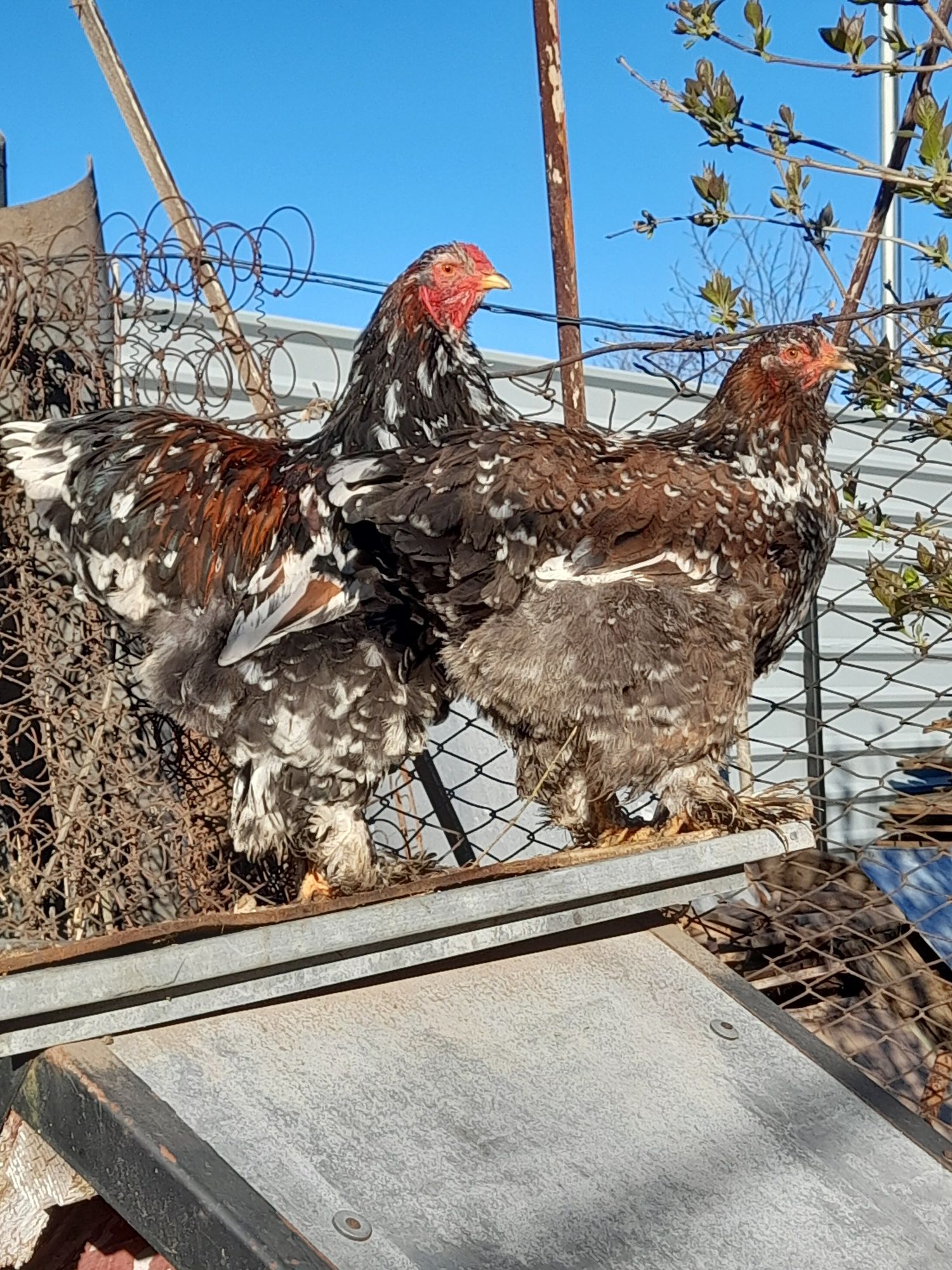 Brahma porțelan, potârnichiu, columbia, hd,mii de flori, cochinchina b