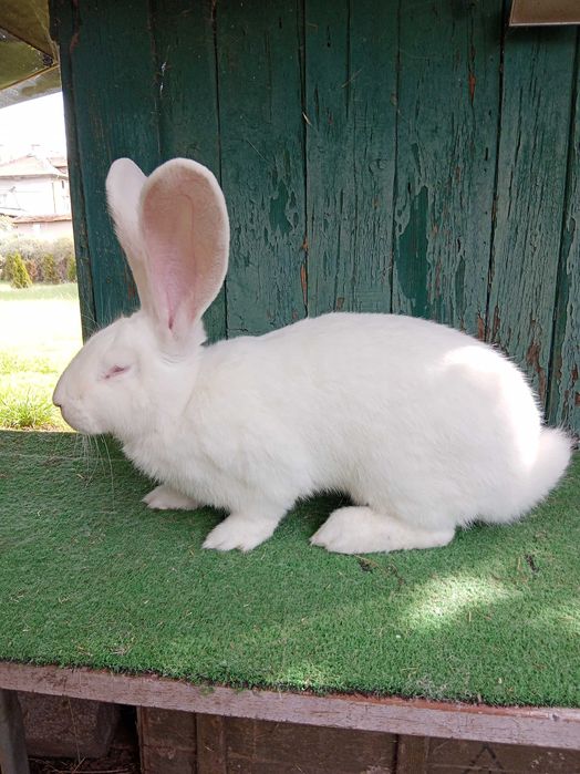 Бели великани свободни