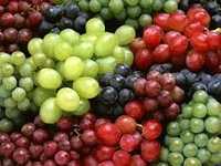 Продам вегетирующие саженцы столовой винограда