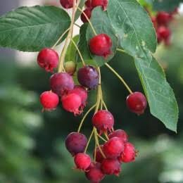 Arbusti Fructiferi (Merisor )