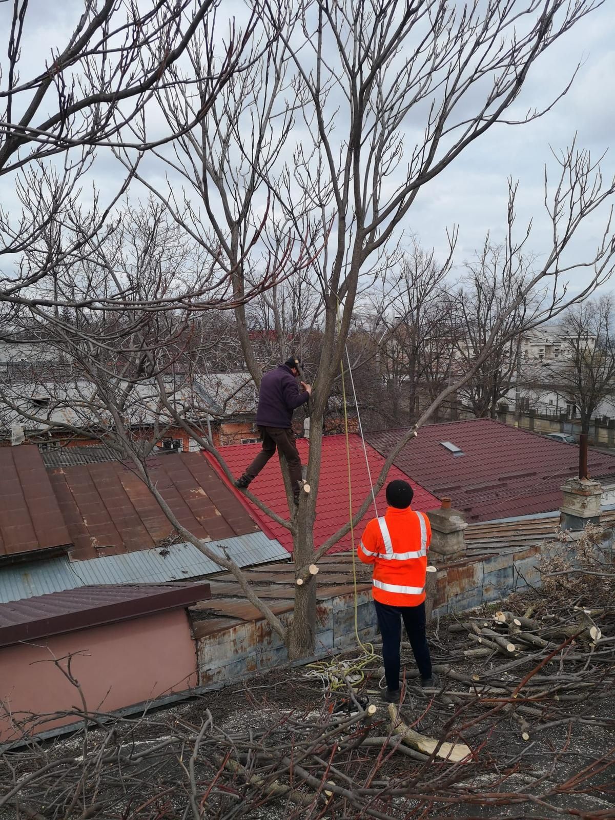 Cosit Iarbă/Defrișări/Tăiere Arbori