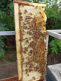 Vând miere de albine naturala