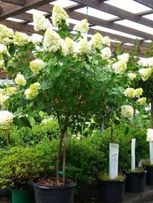 Hortensie De Gradina Copac