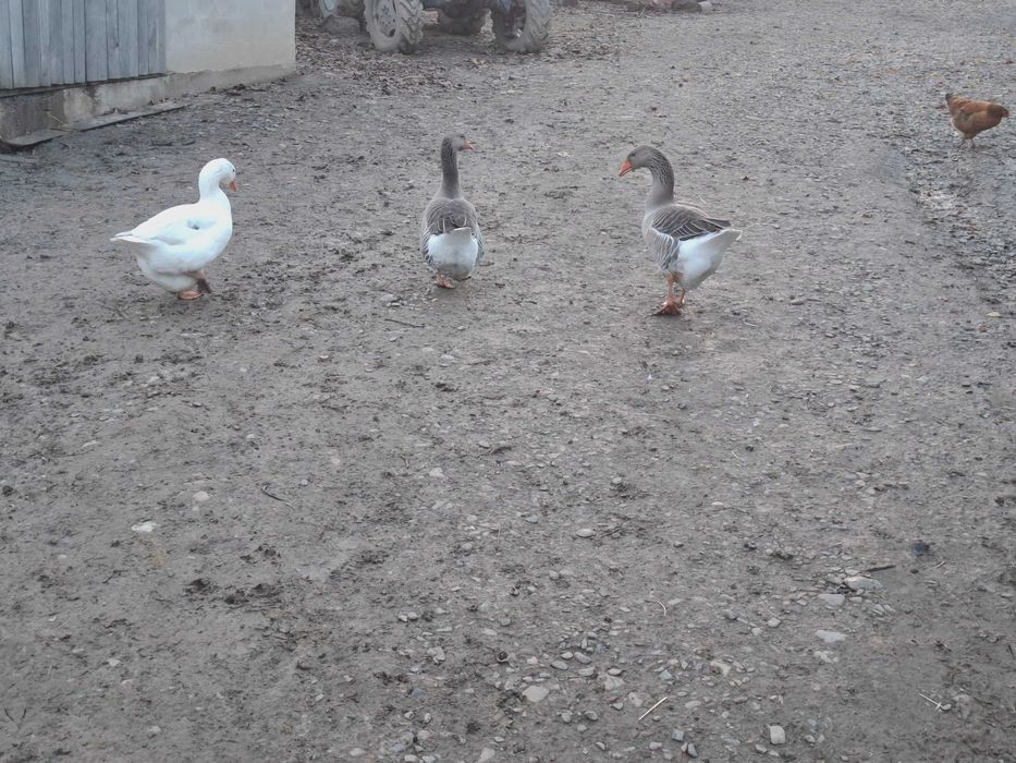 Vând gâște românești