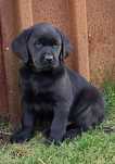 Labrador retriever