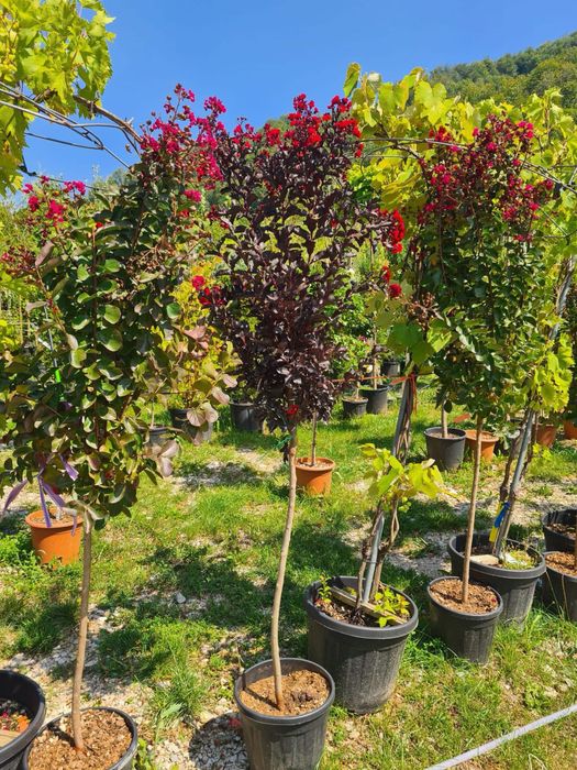 Plante Naturale – Verde autentic, frumusețe vie
