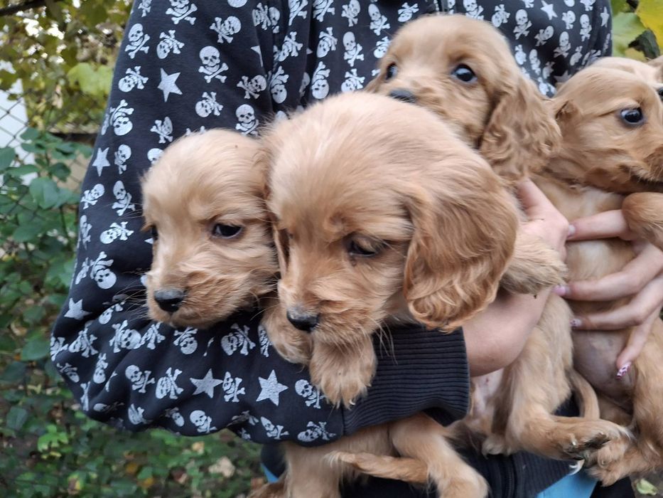 Кученца Кокер Шпаньол