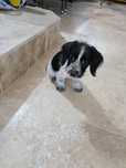 Teckel mini arlechin merle tekel pitic