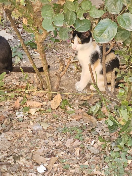 Donez urgent patru pisoiași rămași fără mama