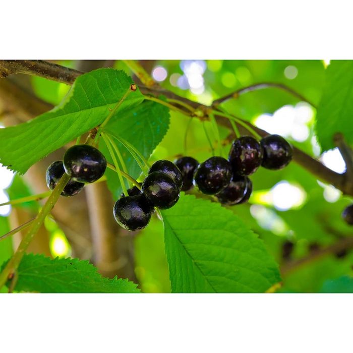 Cireş negru amar soiul Regele Negru