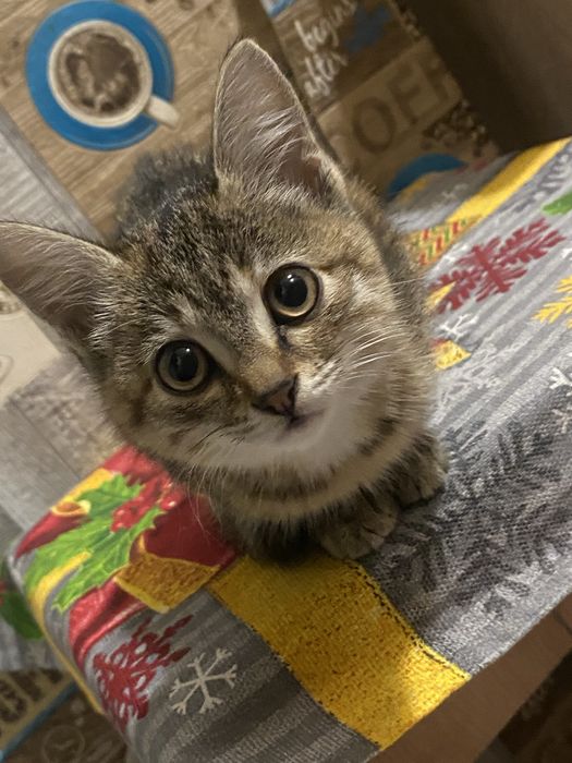 Прекрасный котенок