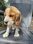 Beagle tricolor cu pedigree