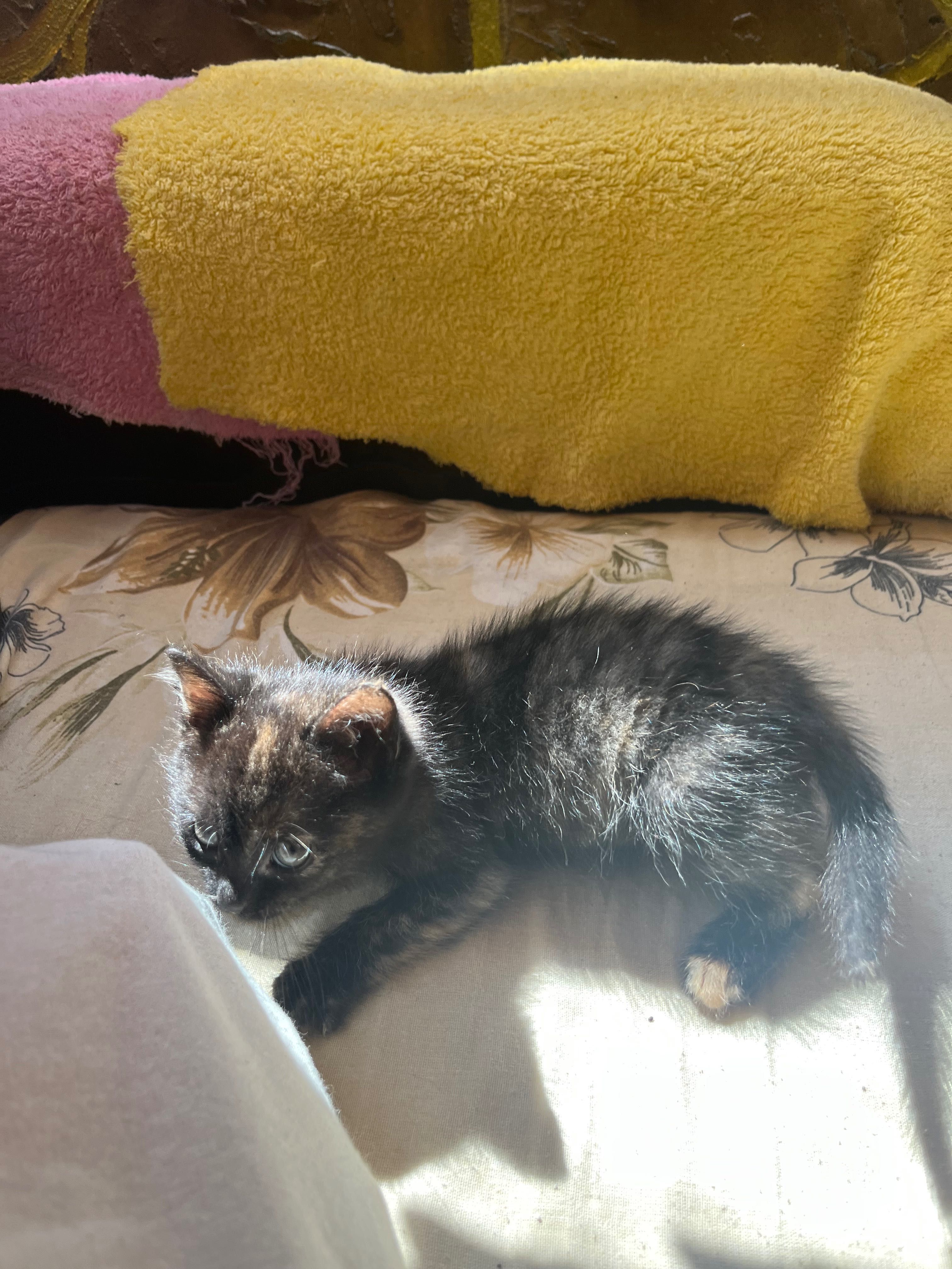 Подарявам котенца